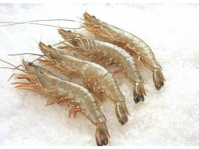 對(duì)蝦養(yǎng)殖過程中的管理要點(diǎn)(二)